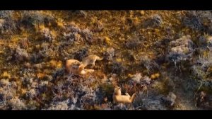 ПАНТЕРА против  ПУМЫ ! КТО СИЛЬНЕЕ ?