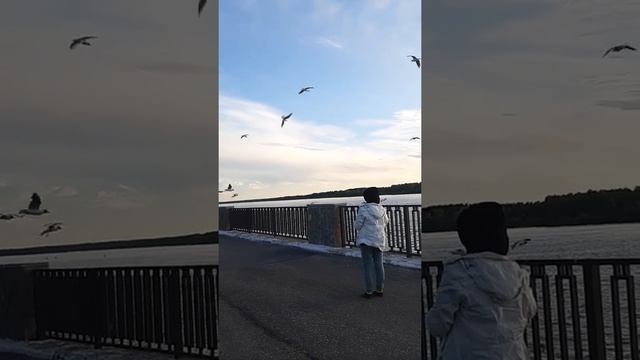 Кормление чаек. Часть1. смотреть онлайн