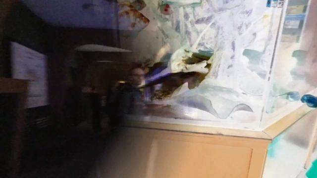 Польша! Вроцлав, зоопарк.
Место которое должен посетить каждый! смотреть онлайн