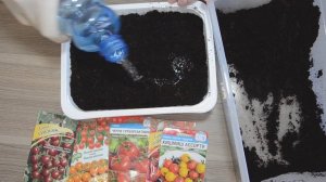 Сажаем на рассаду томаты черри. Мастер класс от агронома