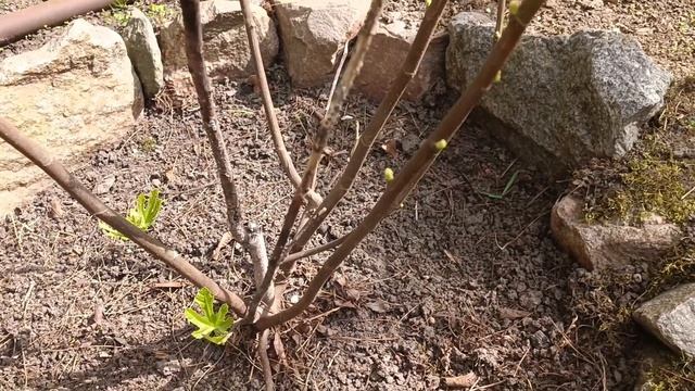 Инжир в открытом грунте уже второй год - мой опыт выращивания смотреть онлайн