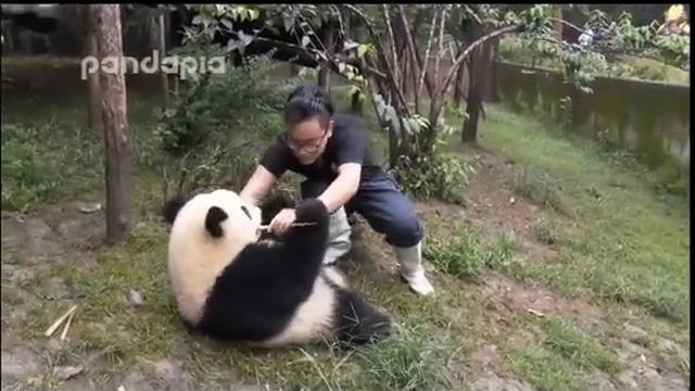 This is why you should love pandas! смотреть онлайн