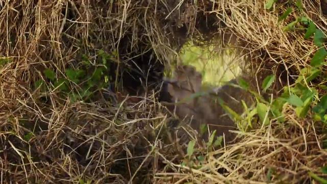 Какули смотреть онлайн