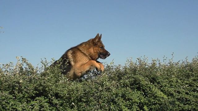 German Shepherds Top 10 Facts смотреть онлайн