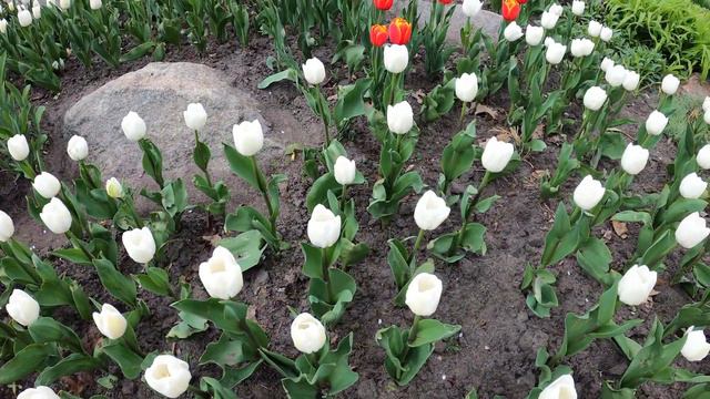 Киев 2022 / Сегодня цветут сакуры в парке Киото смотреть онлайн