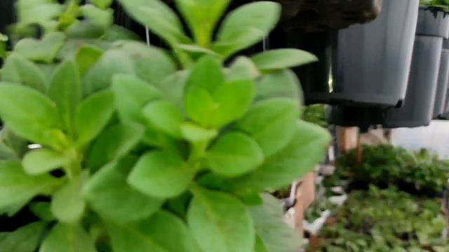 Живцювання вегетативних петуній. 10 січня перші.