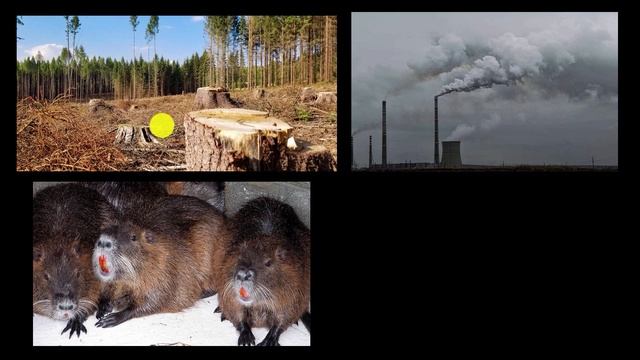 Human impacts on ecosystems | Interactions in ecosystems | High school biology | Khan Academy смотреть онлайн