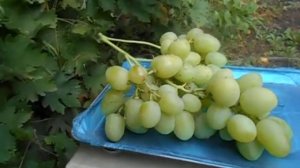 Крупный белый виноград Богатяновский Grapes Bogatyanovckiy 2020