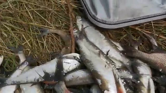 Волшебные путешествия по рекаим