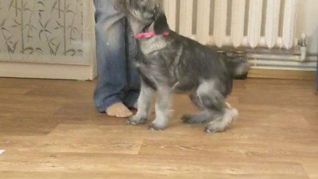 Nikon Barbe La Gris puppy schnauzer 2.5m. male - sale смотреть онлайн