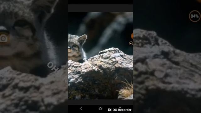 Рассказ про андских кошек смотреть онлайн