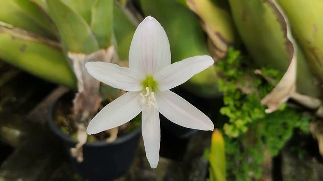 Amaryllidaceae, Zephyranthes lagopaivae (Campos-Rocha & Dutilh) Nic. García & Dutilh em 3.10.2022. смотреть онлайн