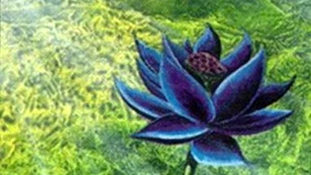 Black Lotus - Black Lo смотреть онлайн