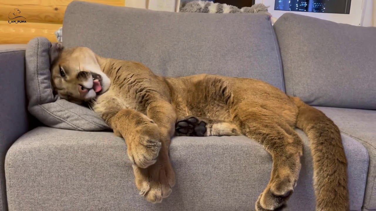 Месси вернулся на диван!