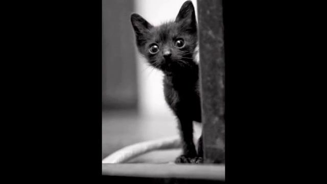 черные коты-прекрасны смотреть онлайн