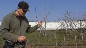 Удачная замена садовому вару