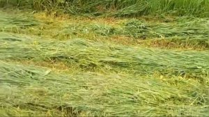 Покос сена  роторной косой с адаптером.Мотоблок с валом отбора мощности.С усиленной рамой косы.(2)