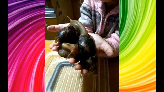 Ахатины/как быстро могут вырасти улитки за 1 месяц?! смотреть онлайн