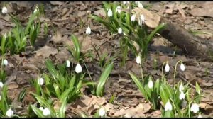 Как растут подснежники