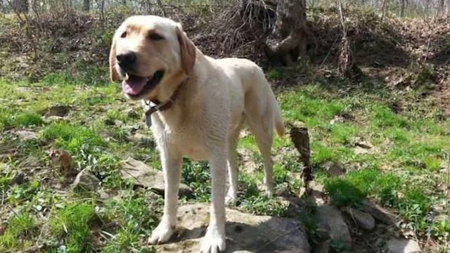 История одного пса. "Меня зовут Дью. Я не потерялся. Я просто люблю путешествовать. смотреть онлайн