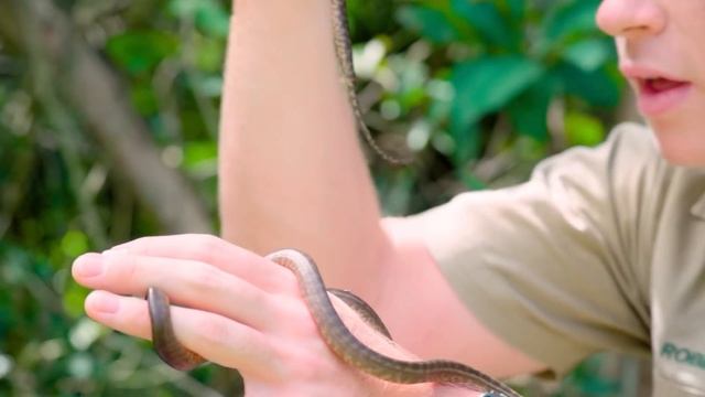Robert Irwin releases baby snakes | Irwin Family Adventures смотреть онлайн