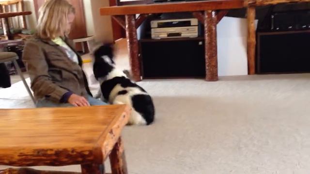 Ruby, killer attack dog смотреть онлайн