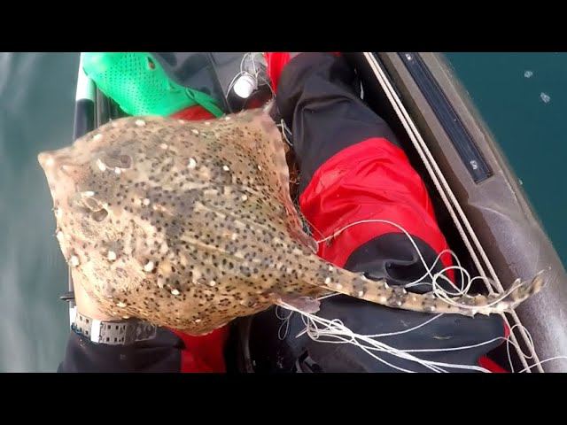 Прогулка на САПе + ловля лисицы на Черном море - thornback ray kayak fishing смотреть онлайн