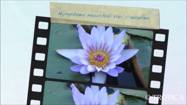 Nymphaea nouchali var. caerulea 15802 смотреть онлайн