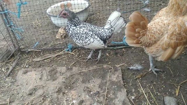 мои впечетления о курах породи Сибрайт. смотреть онлайн
