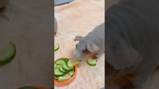 морские свинки скинни ? смотреть онлайн