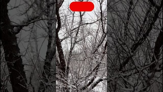 ВИДЕО ОТ ПОДПИСЧИКА. Зимние объятья.