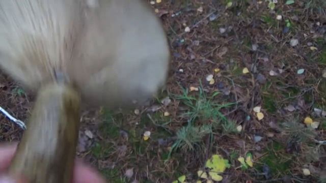 Подгруздок чернеющий( Rússula nígricans) и чёрный груздь(Lactarius necator). смотреть онлайн