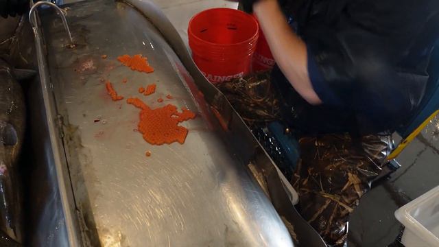 Behind the Scenes of Salmon Fish Farming, California's Nimbus Fish Hatchery смотреть онлайн