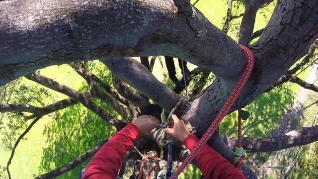 Tree Climbing With the Quickie, Climb Faster and Easier! смотреть онлайн