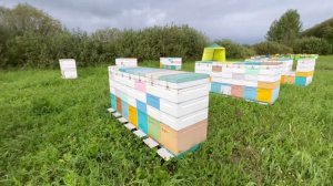 22 августа на гречке