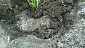 Посадка в открытый грунт ГЛАЗКОВ для получения картофеля первой репродукции| Выращивание картофеля