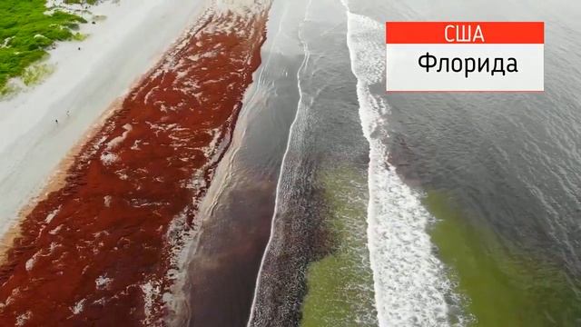 Что Происходит? Чёрное море | Красные приливы | TOXIC !!! смотреть онлайн