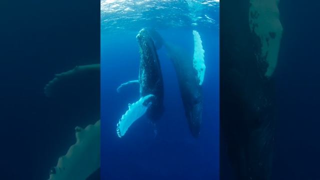 5 Hours Of Whale Sounds Deep Underwater. Whales Song. Meditation And Relaxing Music.