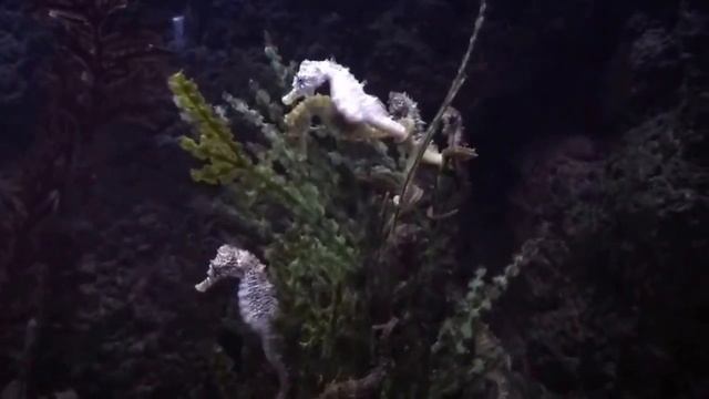 Лошадка, поехали кататься! смотреть онлайн