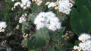 ТОП 10 ЯДОВИТЫЕ РАСТЕНИЯ, которые возможно есть у вас во дворе