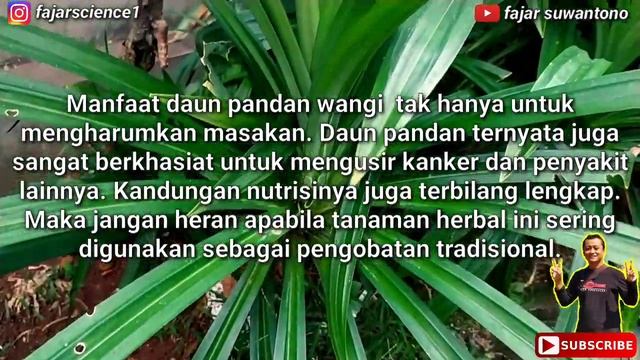 PANDAN WANGI (Pandanus amaryllifolius) смотреть онлайн