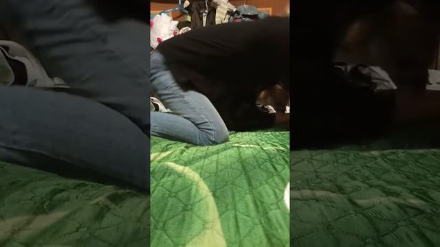 Одежда для чихуахуа.Примерка гардероба. смотреть онлайн