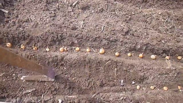 Посадила Лук, Морковь, Редис и Укроп/Смешанные посадки/ Дачный ВЛОГ смотреть онлайн