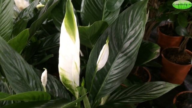 В КАКОМ МЕСЯЦЕ ЦВЕТЕТ СПАТИФИЛЛУМ #женское_счастье #spatifillum #aroid #anturium  #oldenburgru#267