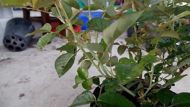 Hoa hồng Pháp "La Parisienne" Rose (cây giống) смотреть онлайн