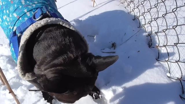 Прогулка по деревне, встречаем весну. С Праздником! смотреть онлайн