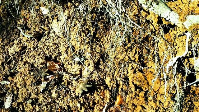 Astraeus hygrometricus смотреть онлайн