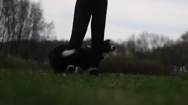 Denny border collie puppy - 8 months | fun video смотреть онлайн