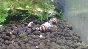 Улитка Хелена. Едят ли Хелены креветок?