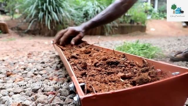 പത്തുമണി ചെടികൾക്കൊരു ഹാങ്ങിംഗ്പോട്ട് ഉണ്ടാക്കിയാലോ ?? | Portulaca Hanging Pot Making Idea смотреть онлайн